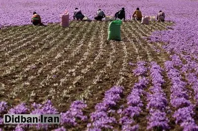 بررسی رقابت ایران و افغانستان در بازار زعفران