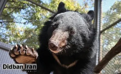 ۲ توله خرس سیاه بلوچی در اصفهان پیدا شدند