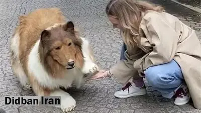 مردی در ژاپن با ۱۳ هزار یورو هزینه خود را به شکل سگ درآورد