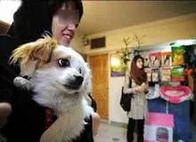 گزارشی درباره هزینه نگهداری سگ های خانگی2 تا4 میلیون تومان هزینه های که  "مد " شده است!