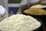 دبیر انجمن تولیدکنندگان برنج: ریختن برنج در دریا کذب است