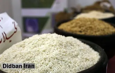 دبیر انجمن تولیدکنندگان برنج: ریختن برنج در دریا کذب است