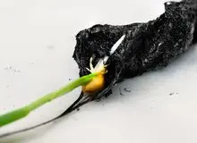 انقلاب در کشاورزی با خاک برق‌دار سوئدی