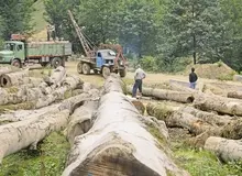 بعد از انقلاب، یک میلیون هکتار از جنگلهای کشور نابود شده است