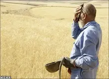 تاخیر مضاعف در پرداخت مطالبات گندم‌کاران در سال 96 / وعده هایی که هیچ گاه عملی نمی شود!