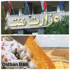 بحران نهاده‌های دامی؛ سفره مردم قربانی سوءمدیریت در وزارت نفت 