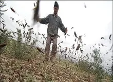 ملخ‌های مهاجر پشت دروازه‌های تهران

