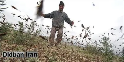 ملخهای مهاجر پشت دروازههای تهران