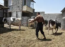 گزارشی عجیب از احتکار کاغذ در گاوداری!!
