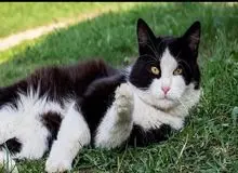 گربه گم‌شده ۱۰۰۰ کیلومتر از فرانسه تا آلمان را برای پیدا کردن صاحبش طی کرد