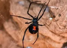 کودک ۸ ساله‌ای که می‌خواست با نیش «بیوه سیاه» مرد عنکبوتی شود