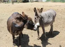 کشتن سالانه شش میلیون الاغ در آفریقا برای ساخت اکسیر جوانی در چین