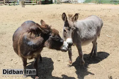 کشتن سالانه شش میلیون الاغ در آفریقا برای ساخت اکسیر جوانی در چین