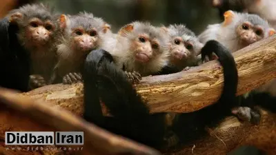 نتیجه یک مطالعه: گونه‌ای از میمون‌ها همدیگر را نام‌گذاری می‌کنند و یکدیگر را با اسم صدا می‌زنند