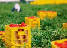 ثبت رکورد بیشترین برداشت در هکتار محصول توسط کشاورز روژین تاک  / جهانگیری: برداشت صحیح روی کیفیت رب تاثیرگذار است