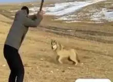 حمله گرگ در اردستان ۶ نفر را راهی بیمارستان کرد