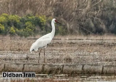 «رویا» وضعیت جسمی و روحی خوبی دارد