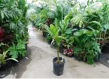 نهال های مناسب مناطق گرمسیری چه نهال هایی هستند؟