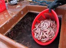 تلاش شیلات برای از بین بردن میگوی داخلی/ مراکز پرورش میگو تهدید به تعطیلی می‌شوند!/ دلالان رانتی بلای جان هرمزگانی‌ها شده‌اند!