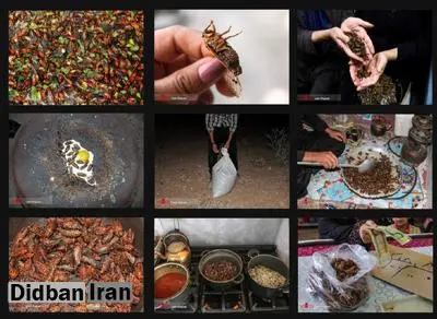 ساعتی در بازار سیرجانا /  فروشندگان «جیرجیرک؛ از کباب خوشمزه‌تر است!»