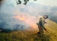 آتش‌سوزی عمدی در آبیدر سنندج، زنگ خطری برای تعهدات شهرداری؛ نابودی درختان کاج در پی سهل‌انگاری در حفاظت