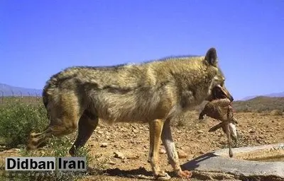 حمله گرگاس به مردم یک روستا/ چهار نفر زخمی شدند