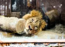 آیا شیر ایرانی کرونا گرفته است؟/  وضعیت غم انگیز «هیرمان» تنها شیر نر ایرانی+تصاویر 