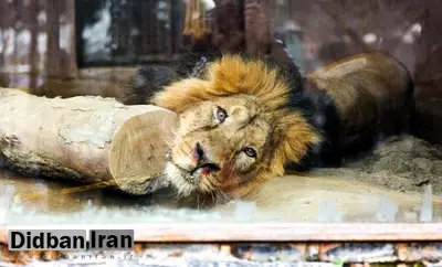 آیا شیر ایرانی کرونا گرفته است؟/ وضعیت غم انگیز «هیرمان» تنها شیر نر ایرانی+تصاویر