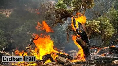 محمد درویش: بعد از ۱۰ روز تعلل ابزار اطفاء حریق آوردند/چوپان‌ها و گردشگران مقصران آتش‌سوزی‌ جنگل‌های الیت/ الان وقت درخواست کمک‌های بین‌المللی است