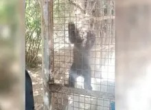 عضو کمیته متخصصان خرس قهوه‌ای: نگران انتقال ‎توله خرس گمشده به خارج از پارک پردیسان هستیم / توله خرس چگونگی اختفا را بلد است/ پیدا کردن این گونه، کار آسانی نیست