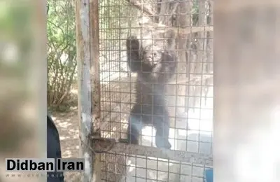 عضو کمیته متخصصان خرس قهوهای: نگران انتقال توله خرس گمشده به خارج از پارک پردیسان هستیم / توله خرس چگونگی اختفا را بلد است/ پیدا کردن این گونه، کار آسانی نیست