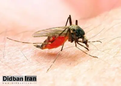 شناسایی ۴۰۰ مورد مشکوک به بیماری تب دنگی 
