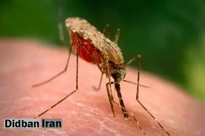 سازمان غذا و دارو: داروخانه تنها مرجع خرید محصولات دافع حشرات/فریب روغن‌های گیاهی با قیمت‌های بالا را نخورید