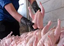 مرغ به کیلویی ۶۰ هزار تومان رسید