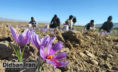 مدیر جهاد کشاورزی سرایان: پیش بینی برداشت ۱۰ تن زعفران از مزارع کشاورزی سرایان