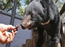 خرس گم شده پارک پردیسان با پهپاد دید در شب هم پیدا نشد