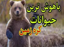  ۱۰ گونه جانوری باهوش ترین حیوانات روی زمین هستند