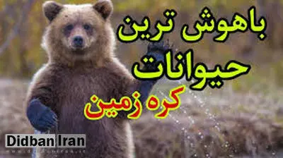  ۱۰ گونه جانوری باهوش ترین حیوانات روی زمین هستند