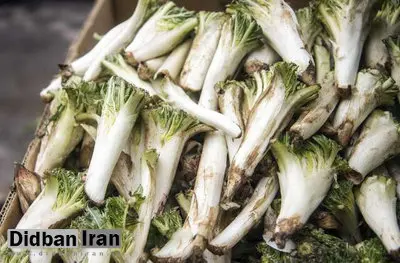 خواص کنگر از درمان  چربی خون تا دیابت 