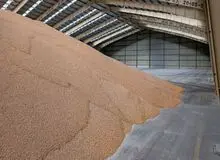  واکنش وزیر جهادکشاورزی به خبر وجود ذرت آلوده و غیرقابل مصرف در سیلوهای همدان/ هیچ ذرت آلوده ای در همدان وجود ندارد