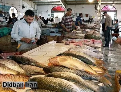 مدیرعامل اتحادیه ماهیان سردآبی: از مهر و آبان امسال شاهد انفجار افزایش قیمت خواهیم بود