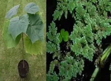 مخالفت با ورود ۲ گیاه پلونیا و آزولا به کشور