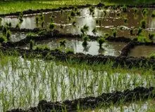 گزارشی ازوضعیت تولید برنج در شمال کشور / تولید برنج حدود  یک‌میلیون تن بیشتر از سال‌های گذشته /‌٩٨‌درصد برنج‌کاران، درگیر دلال‌ها