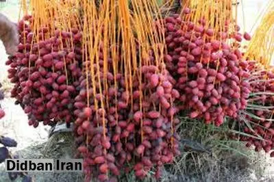 فروش جهانی خرمای ایران به نام انگلیس