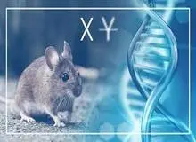 ایجاد جنین حاصل پیوند انسان و موش است!