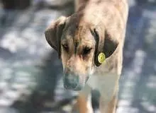 شناسایی ۱۶ مورد نمونه مثبت هاری در خراسان رضوی