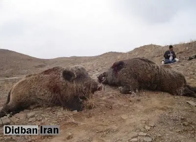 شیوع عجیب گرازخوری در برخی مناطق ایران! | شکارچی: رستوران‌ها از ما گوشت گراز می‌خرند / در باغ‌ها و مزارع فقط گراز شکار می‌کنیم!