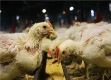 کشف یک انگل جدید در مزارع مرغ گوشتی ایران