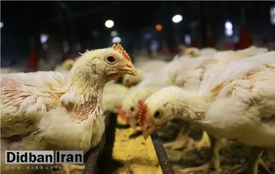 کشف یک انگل جدید در مزارع مرغ گوشتی ایران