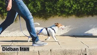 سگگردانی در قم ممنوع شد